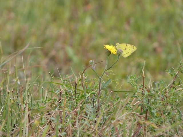 Colias alfacariensis - déli kéneslepke