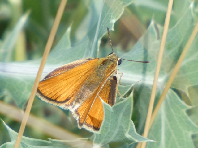 Thymelicus lineola - vonalas busalepke
