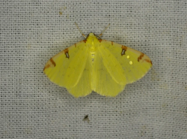 Opisthograptis luteolata - citromsárga araszoló