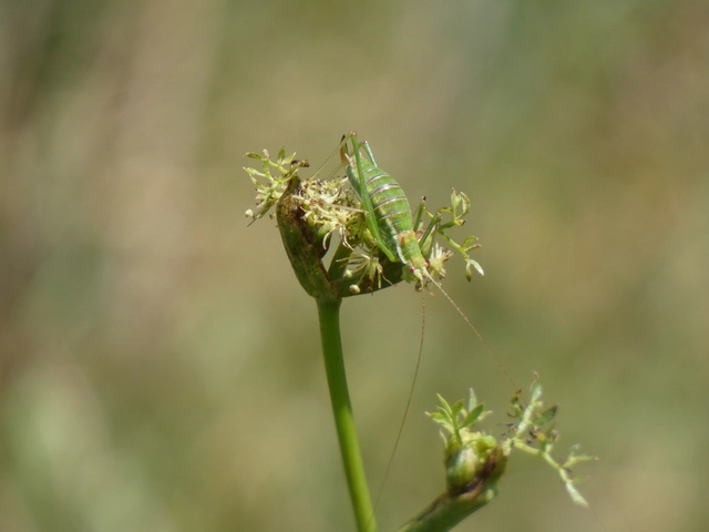 Leptophyes albovittata - közönséges virágszöcske
