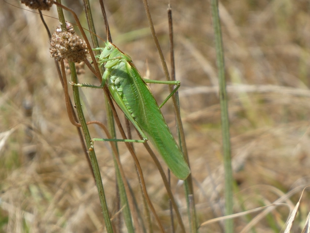 Tettigonia viridissima - zöld lombszöcske