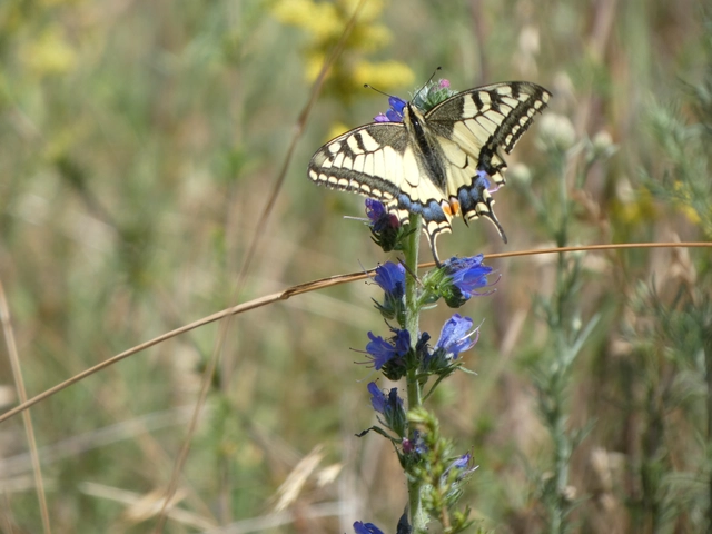 Papilio machaon - fecskefarkú lepke