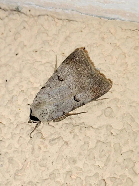 Lygephila craccae - gyakori csüdfűbagoly