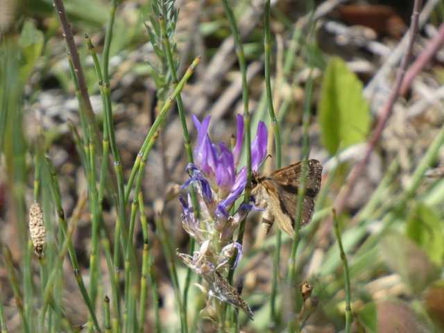 Erynnis tages - cigánylepke
