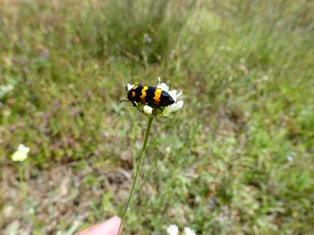 Mylabris variabilis - szalagos hólyaghúzó Mylabris variabilis - szalagos hólyaghúzó