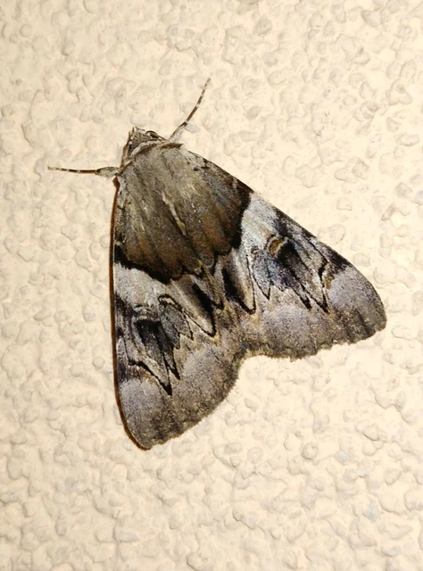 Catocala fulminea - galagonya-övesbagoly