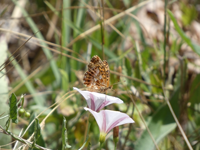 Boloria dia - kis gyöngyházlepke