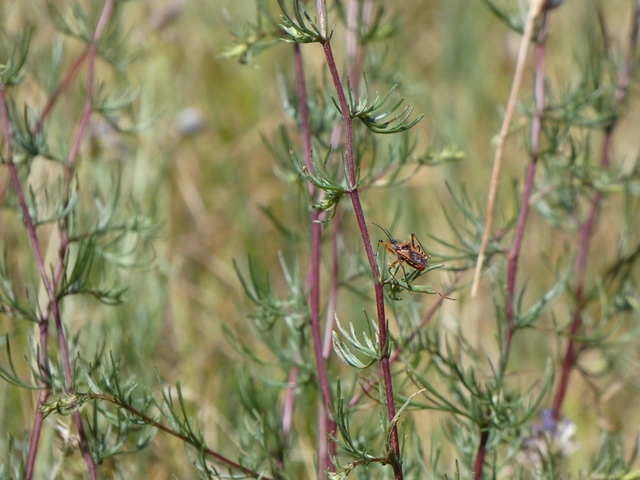 Rhynocoris iracundus - közönséges gyilkospoloska
