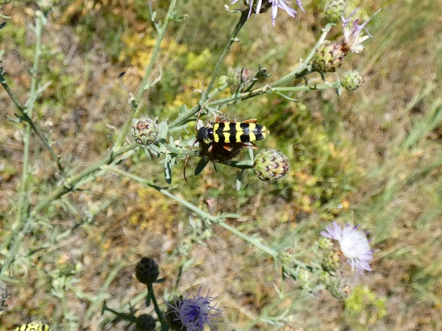 Echinocerus floralis - lucerna-darázscincér
