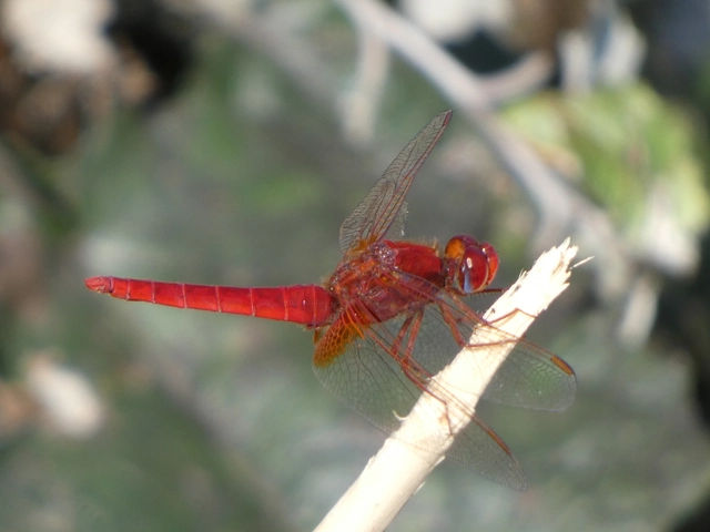 Crocothemis erythraea - skarlát szitakötő