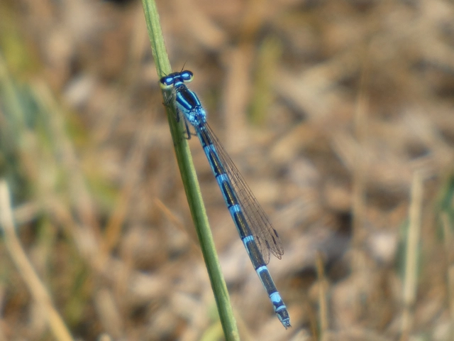 Coenagrion scitulum - mediterrán légivadász