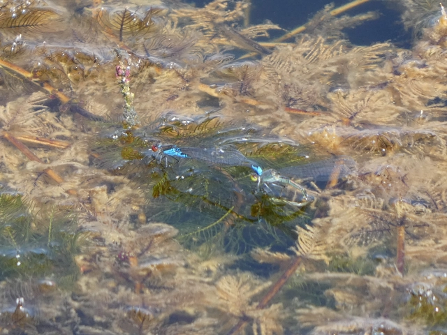 Erythromma viridulum - kis pirosszemű-légivadász