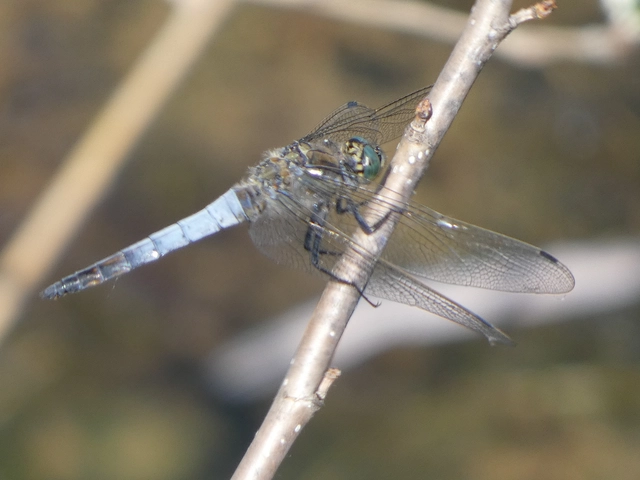 Orthetrum cancellatum - feketefarkú pásztorszitakötő
