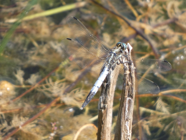 Orthetrum albistylum - fehérfarkú pásztorszitakötő