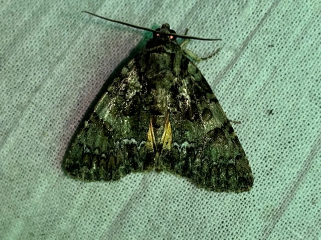 Polyphaenis sericata - selyemfényű erdeibagoly