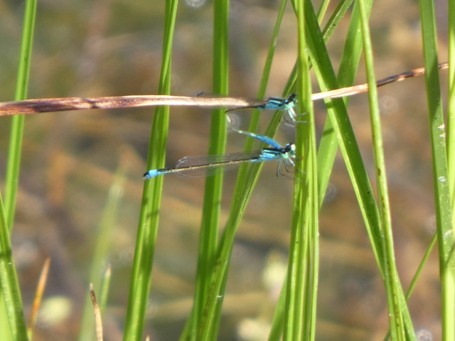 Ischnura elegans pontica - kéköves légivadász