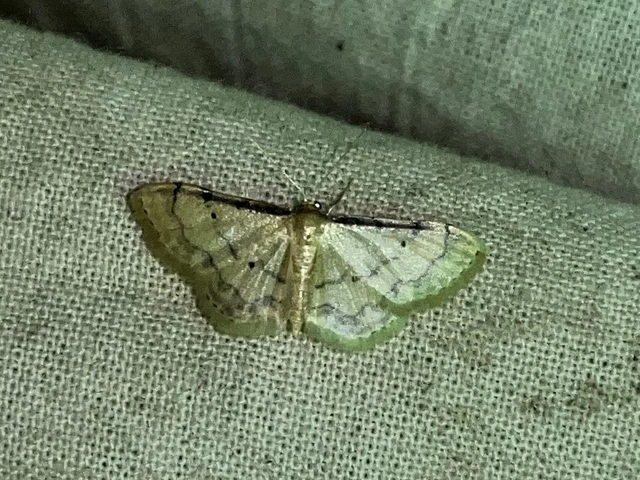 Idaea politaria - vonalas apróaraszoló