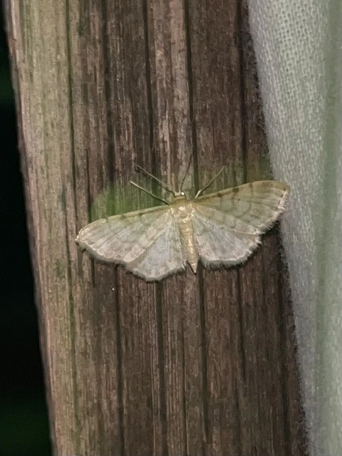 Idaea fuscovenosa - szürkeszélű apróaraszoló
