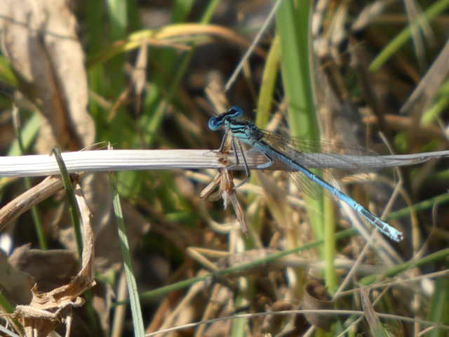 Platycnemis pennipes - széleslábú szitakötő