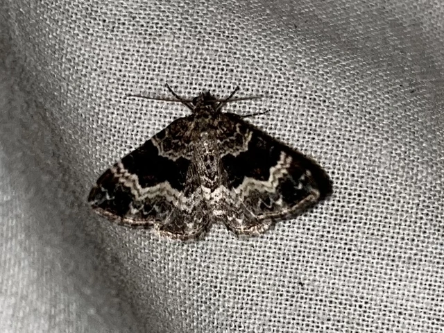 Epirrhoe alternata - galaj-tarkaaraszoló
