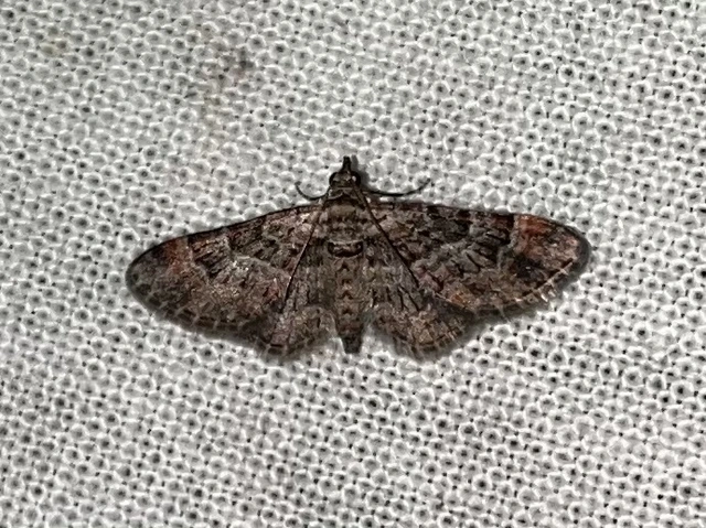 Gymnoscelis rufifasciata - vöröscsíkos törpearaszoló