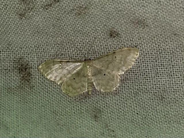 Idaea fuscovenosa - szürkeszélű apróaraszoló
