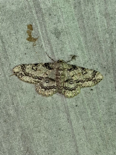Ascotis selenaria - holdas faaraszoló