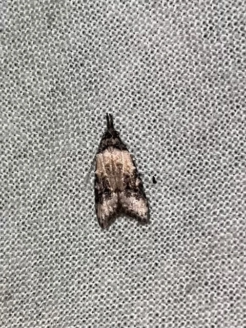 Carposina scirrhosella - közönséges csipkebogyómoly