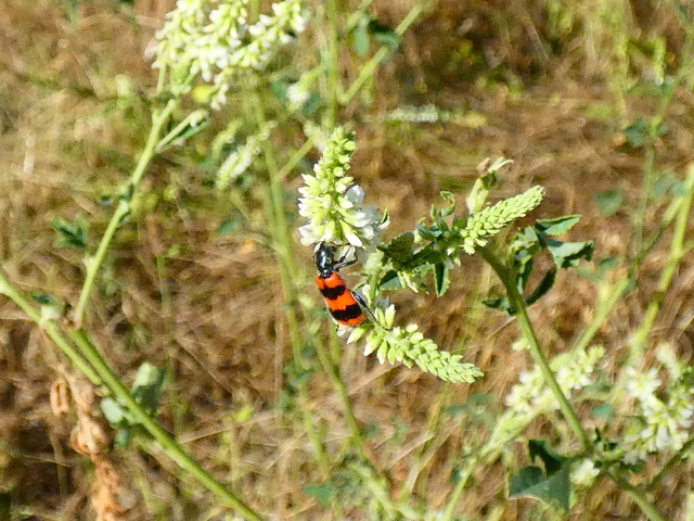 Trichodes apiarius - szalagos méhészbogár