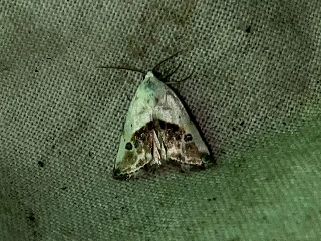 Ponometia candefacta - parlagfűbagoly