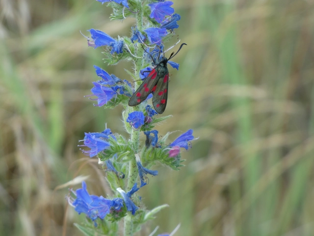 Zygaena filipendulae - acélszínű csüngőlepke
