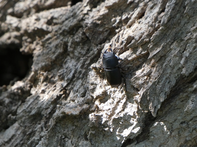 Dorcus parallelipipedus - kis szarvasbogár