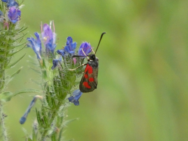 Zygaena loti - közönséges csüngőlepke