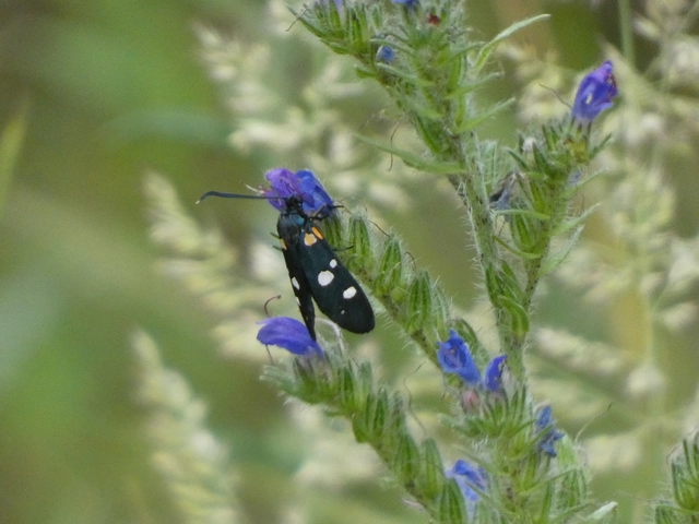 Zygaena ephialtes - változékony csüngőlepke