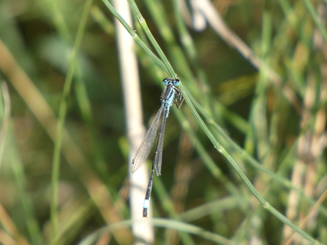 Ischnura elegans pontica - kéköves légivadász