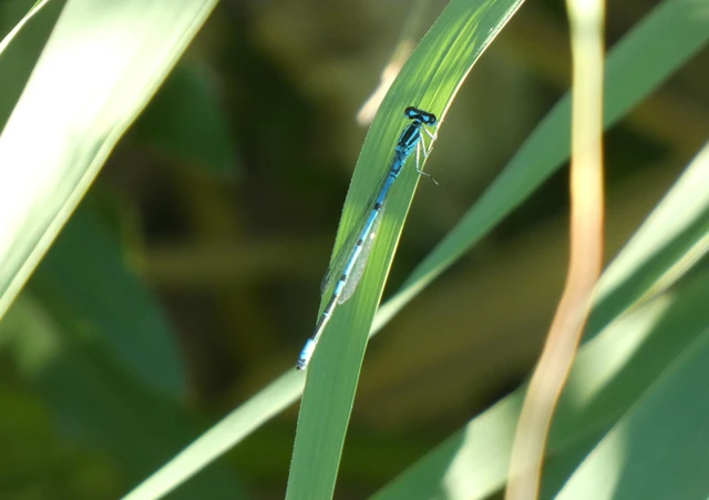 Coenagrion puella - azúrkék légivadász