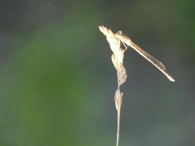 Sympecma fusca - téli rablószitakötő