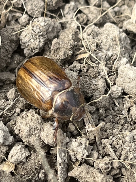 Amphimallon solstitiale - bordás sárgacserebogár