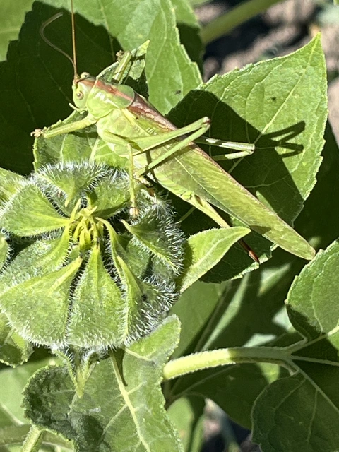 Tettigonia viridissima - zöld lombszöcske