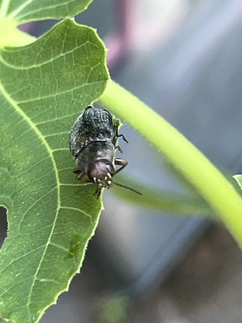 Buprestis haemorrhoidalis - foltosfejű díszbogár