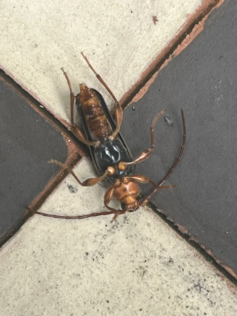 Phymatodes testaceus - változékony korongcincér