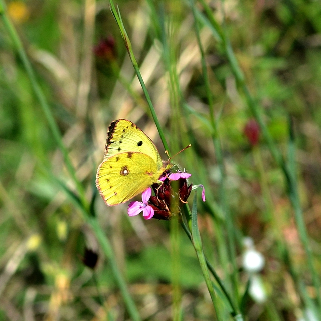 Colias alfacariensis - déli kéneslepke