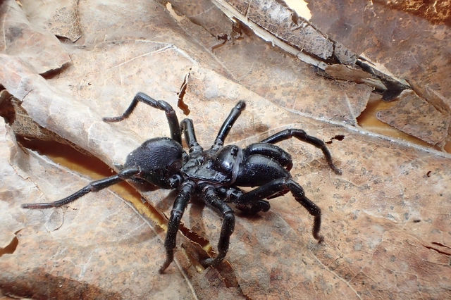 Atypus