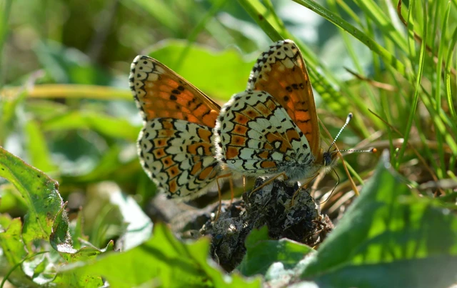 Melitaea cinxia - réti tarkalepke