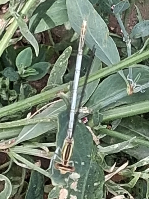 Platycnemis pennipes - széleslábú szitakötő