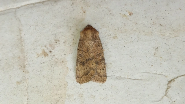 Hoplodrina octogenaria - barna selymesbagoly