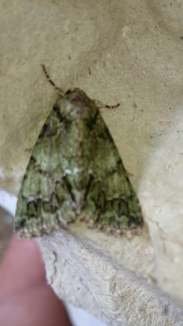 Polyphaenis sericata - selyemfényű erdeibagoly