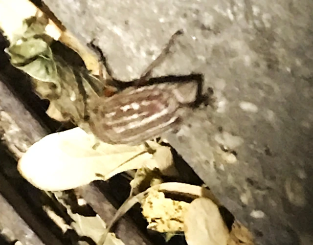 Anoxia orientalis - keleti cserebogár