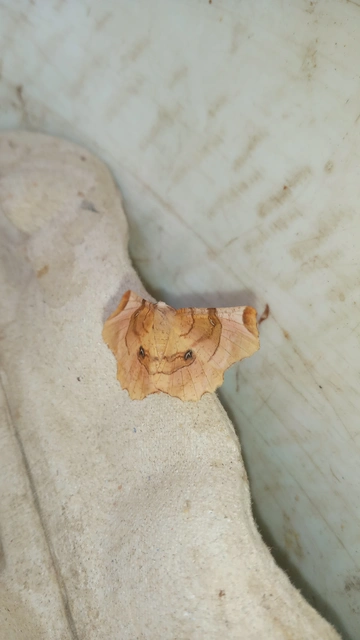 Selenia lunularia - egyfoltos holdasaraszoló