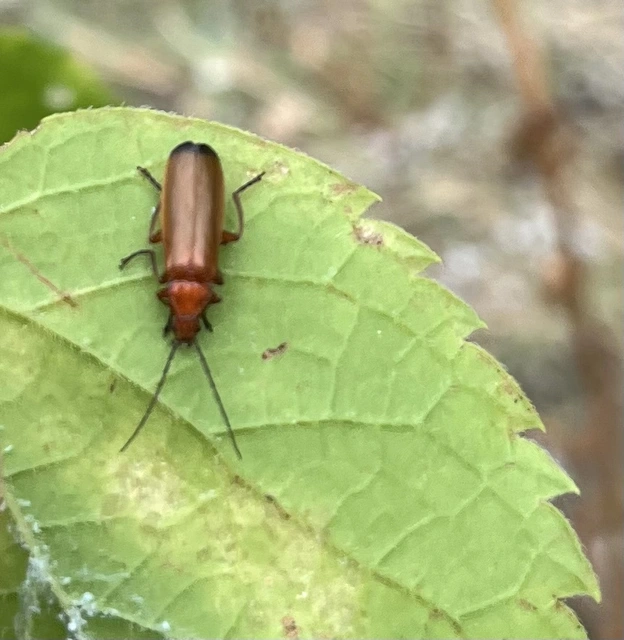 Rhagonycha fulva - feketevégű lágybogár